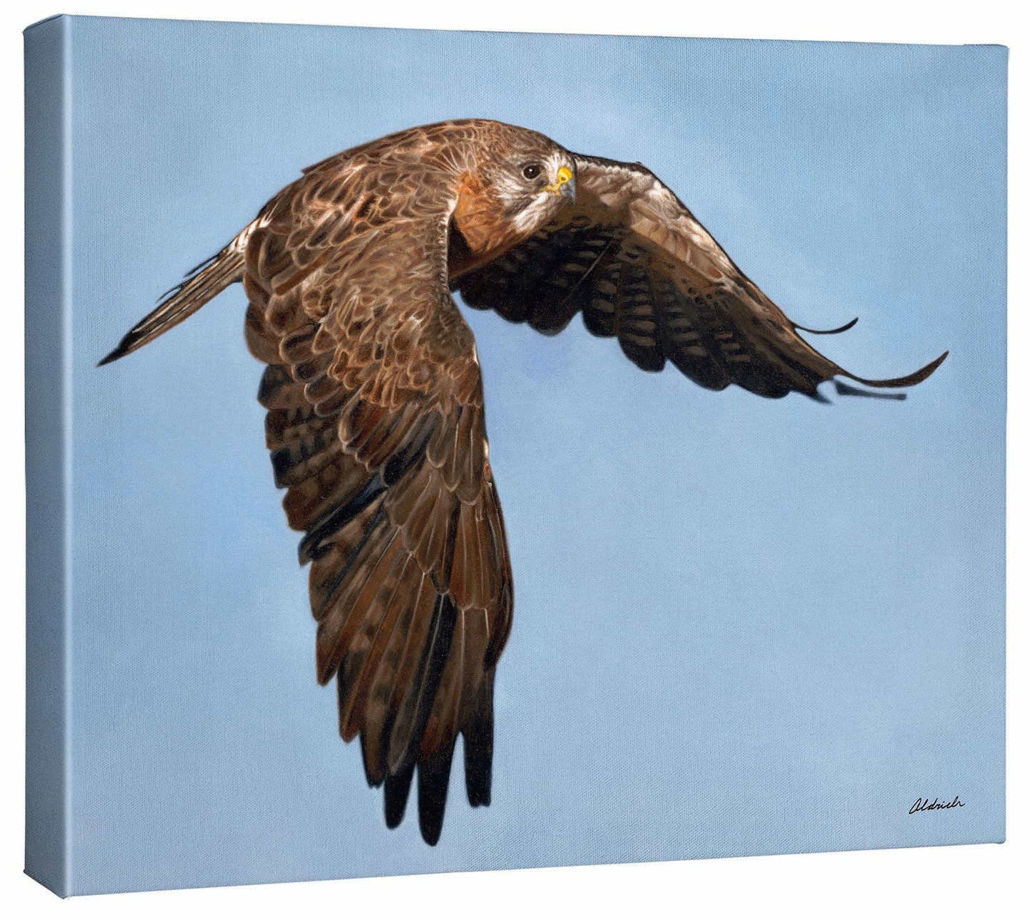 Wingman—Swainson's Hawk - 16" x 20.5" Gallery Wrapped Canvas