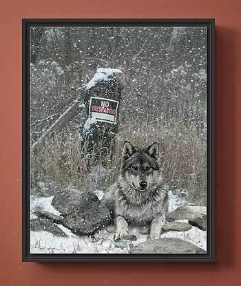 No Tresspassing—Wolf - 18" x 13" Wrapped Canvas Shadowbox