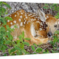 Woodland Wonder—Fawn - 13" x 18" Gallery Wrapped Canvas