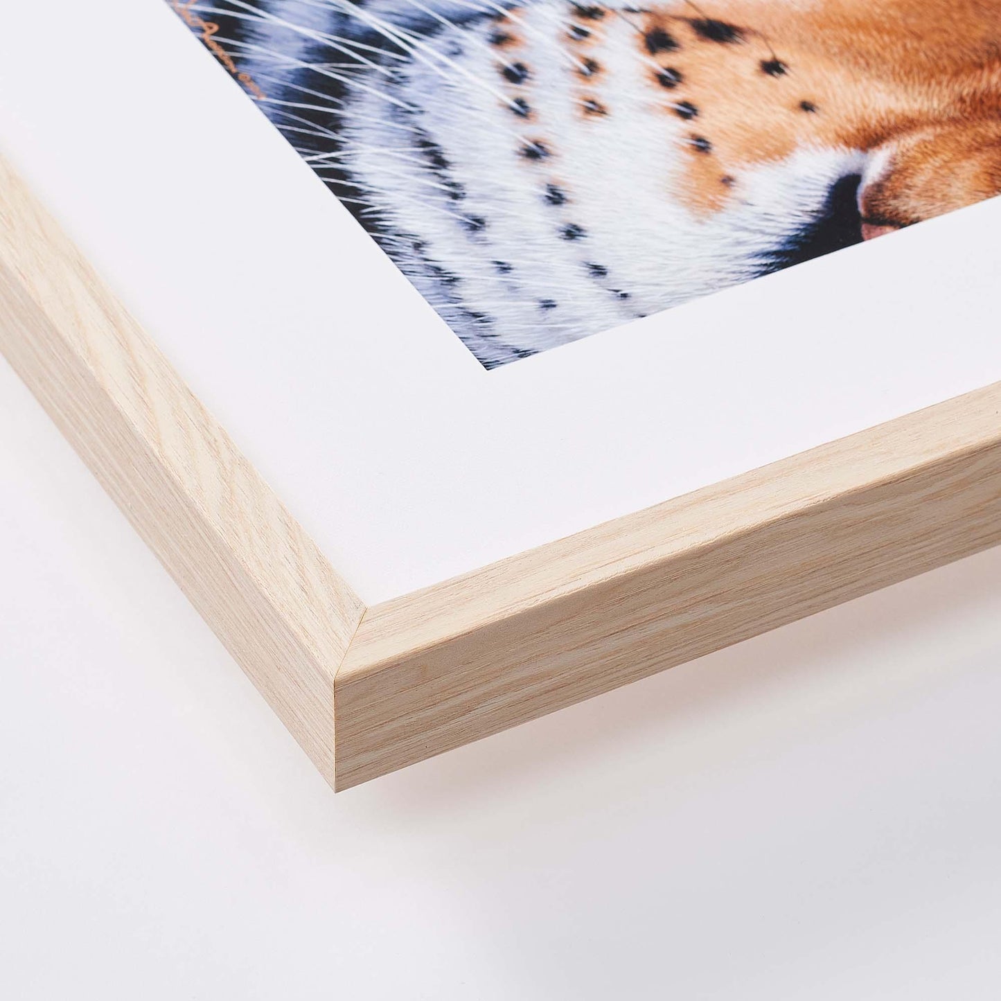 Autumn Vista—Western Bluebird Limited Edition Paper Print - Wild Wings