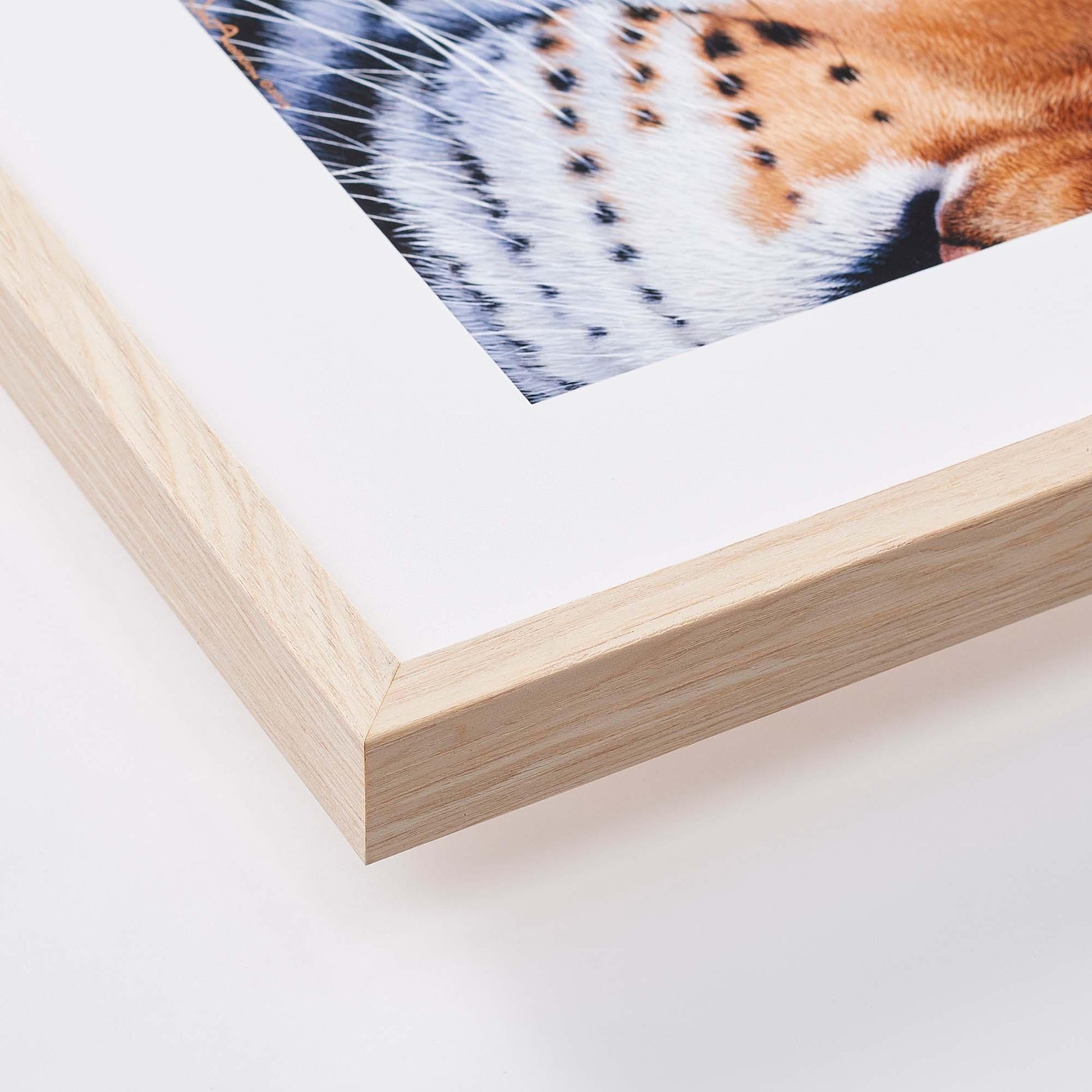 Fox at Evening—Bridger Creek Limited Edition Paper Print - Wild Wings