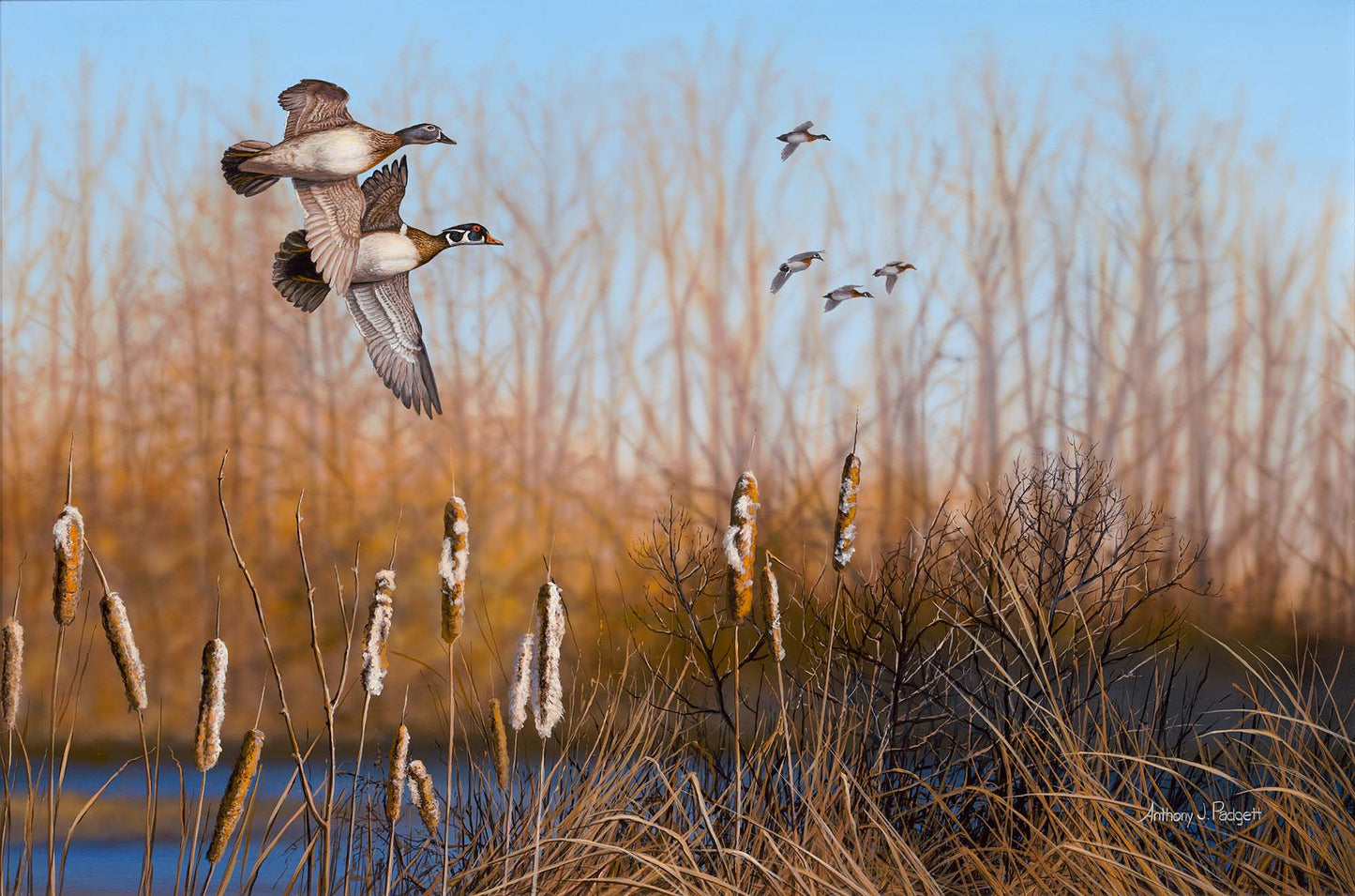 Return Among the Cattails—Wood Ducks; Artist Proof Edition (AP)