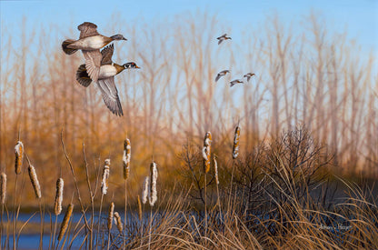 Return Among the Cattails—Wood Ducks; Standard Numbered Edition (SN)