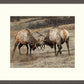 Anything for Love—Elk Limited Edition Paper Print - Wild Wings