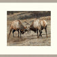 Anything for Love-Elk - 24" x 36" Framed Gallery Canvas