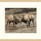Anything for Love—Elk Limited Edition Paper Print - Wild Wings