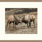 Anything for Love-Elk - 24" x 36" Framed Gallery Canvas