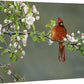Apple Blossom Crimson—Cardinal Gallery Wrapped Canvas - Wild Wings