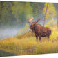 Autumn Bull—Moose Gallery Wrapped Canvas - Wild Wings