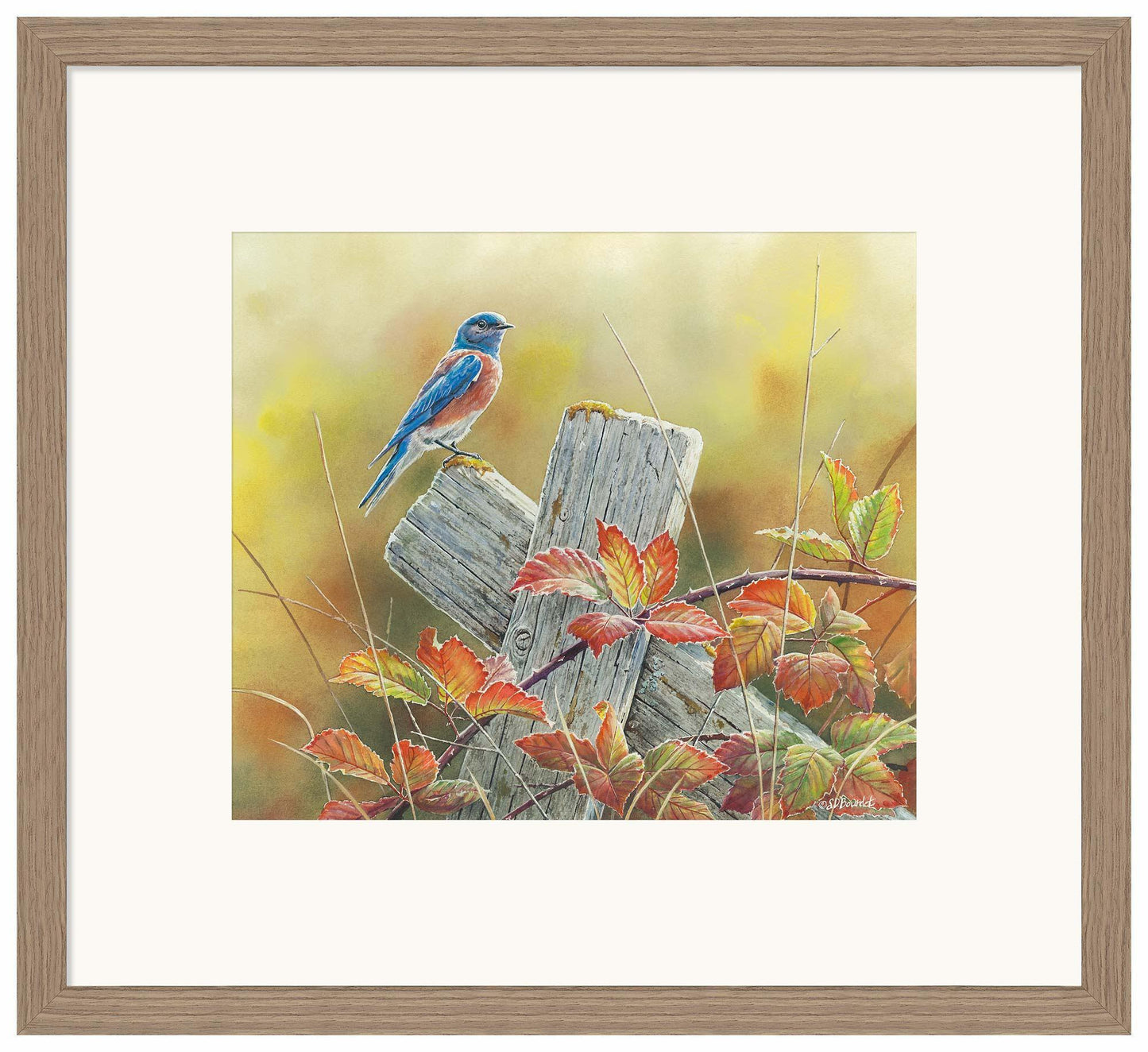 Autumn Vista—Western Bluebird