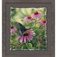 Black Swallowtail Butterfly