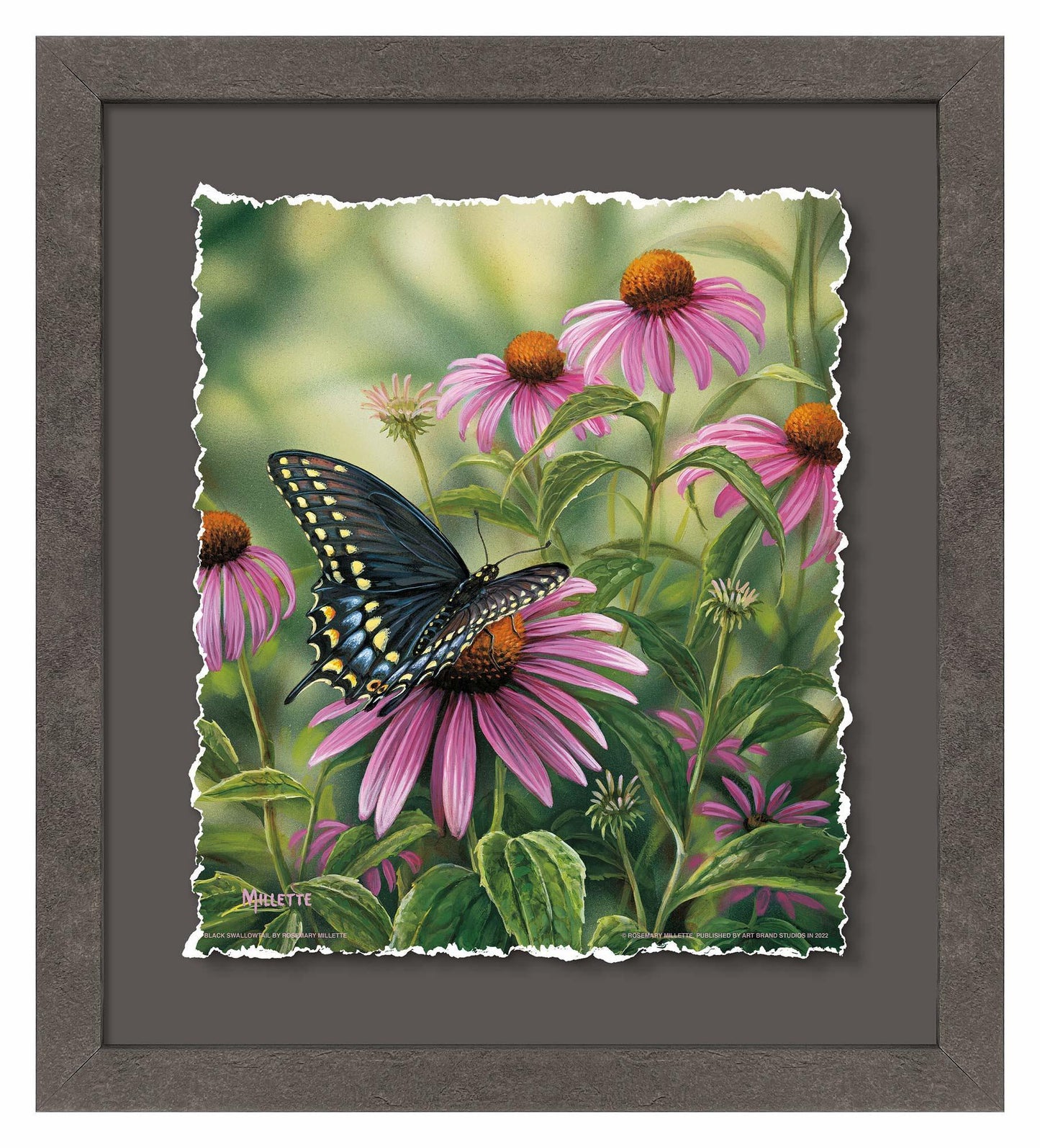 Black Swallowtail Butterfly