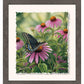 Black Swallowtail Butterfly
