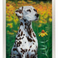 Blossoms of Color—Dalmatian