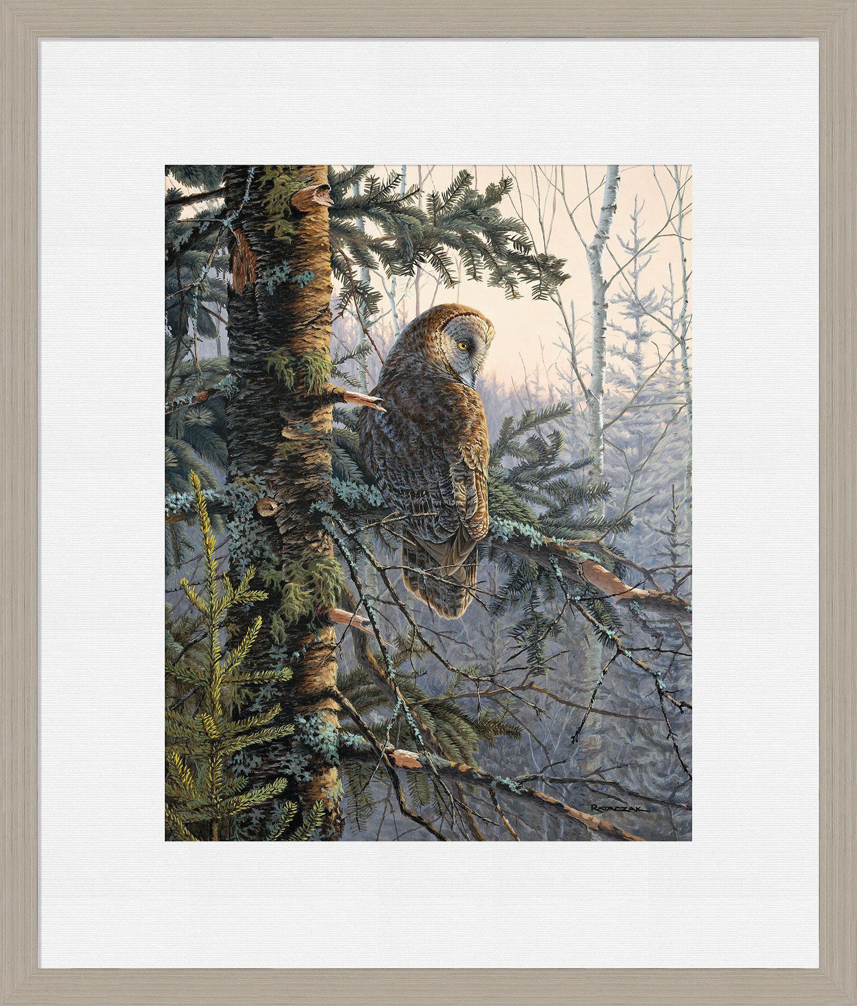 Boreal Twilight—Great Gray Owl Limited Edition Paper Print - Wild Wings