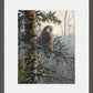 Boreal Twilight—Great Gray Owl