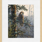 Boreal Twilight—Great Gray Owl