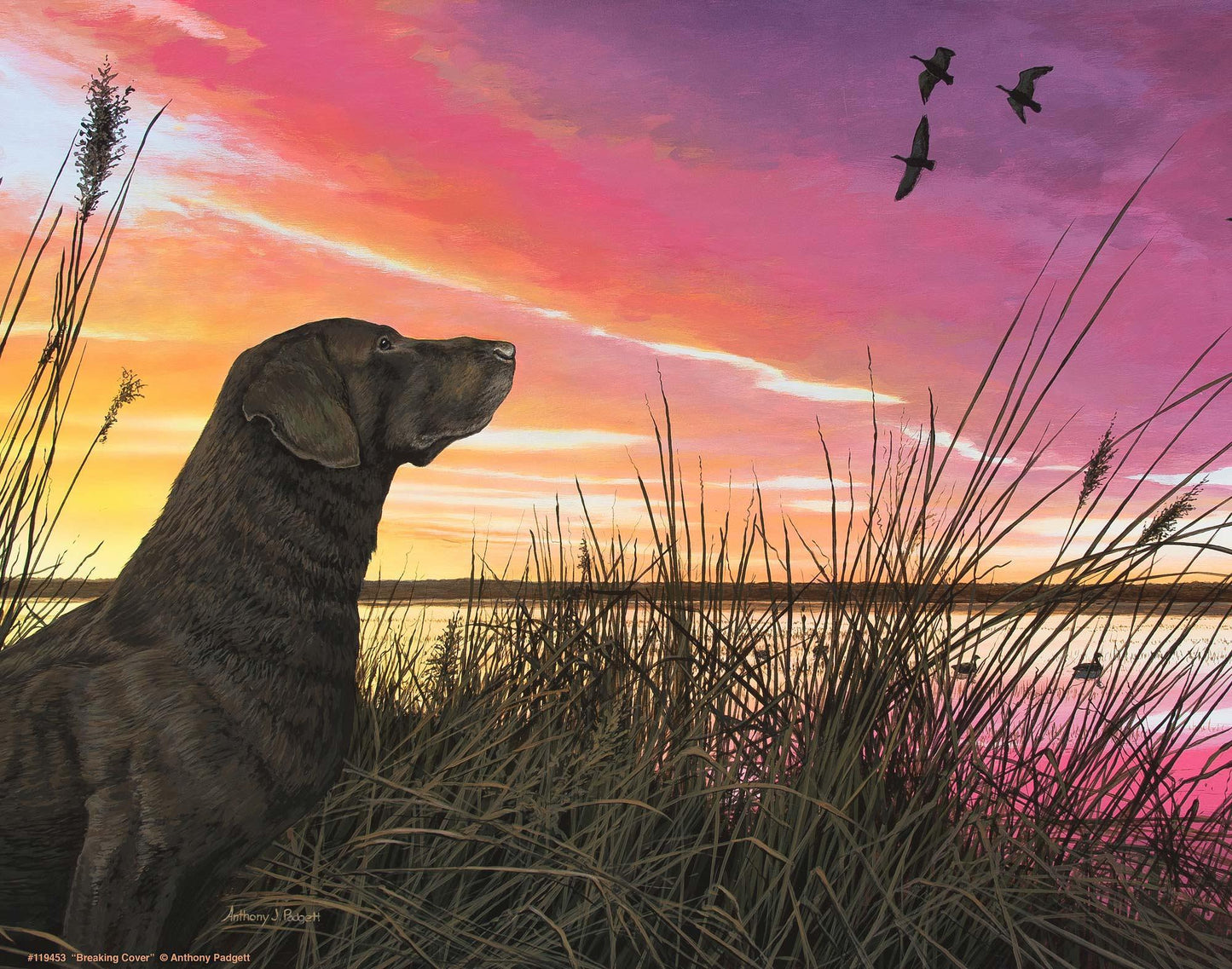 Breaking Cover—Chocolate Lab Art Print - Wild Wings