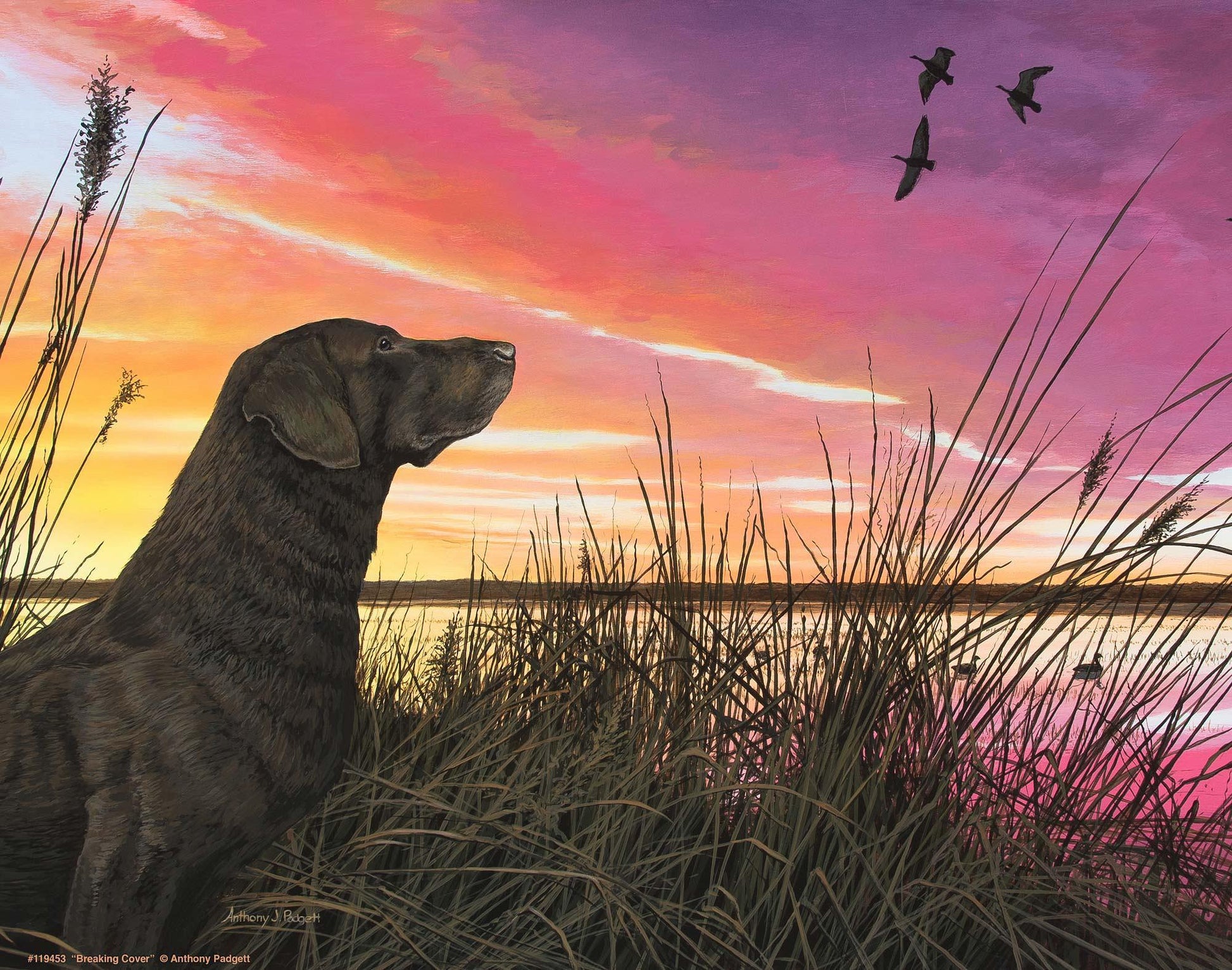Breaking Cover—Chocolate Lab Art Print - Wild Wings