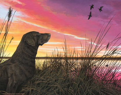 Breaking Cover—Chocolate Lab Art Print - Wild Wings