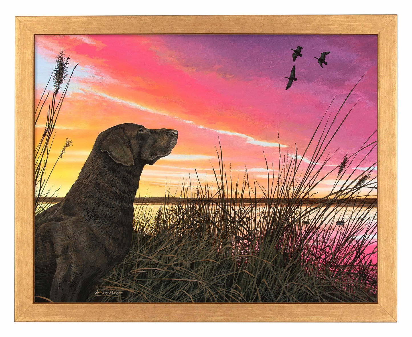 Breaking Cover—Chocolate Lab