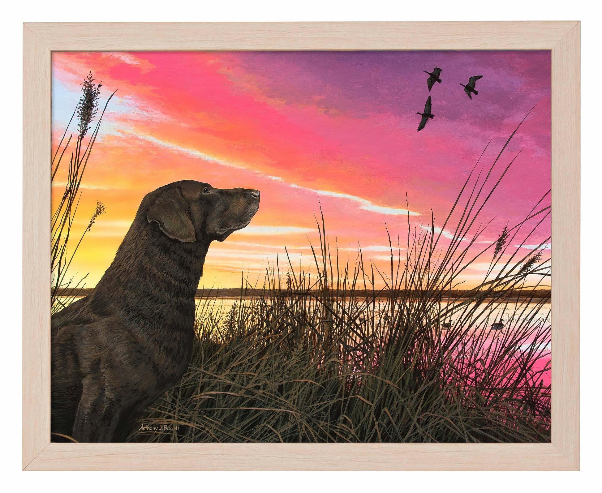 Breaking Cover—Chocolate Lab Art Print - Wild Wings