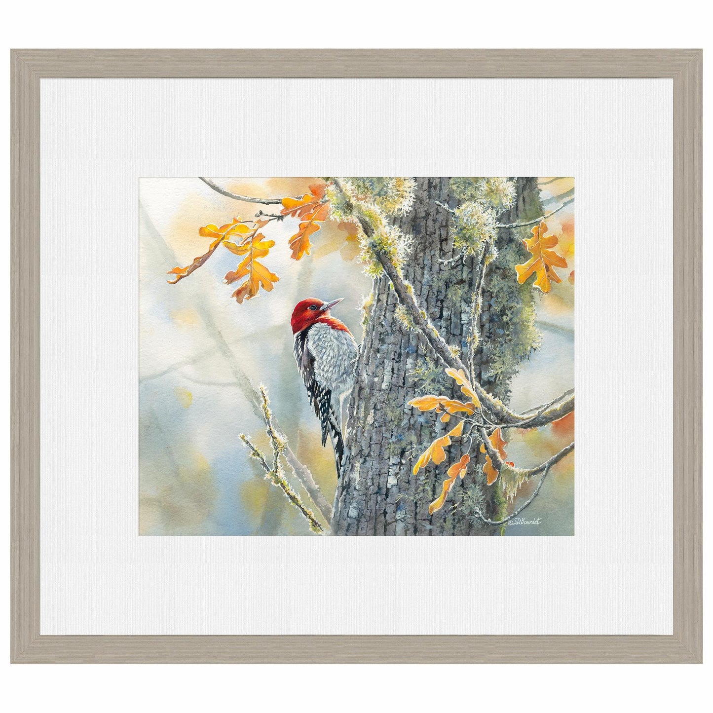Autumn Sun - Red - Breasted Sapsucker