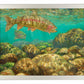 Baetis Feast—Rainbow Trout