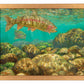 Baetis Feast—Rainbow Trout