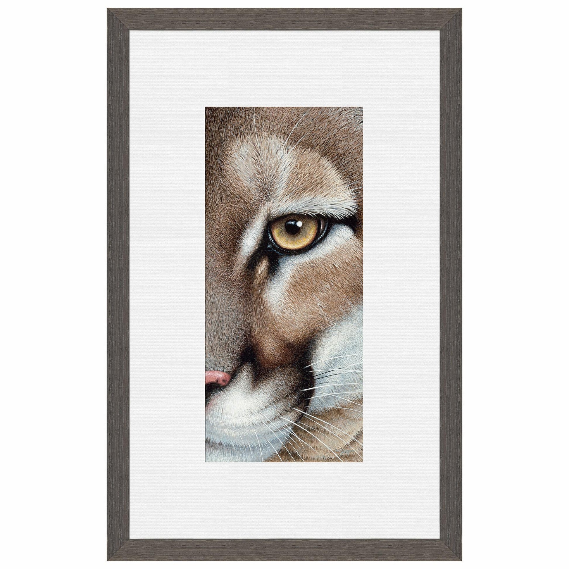 Intense - Mountain Lion Paper Print - Wild Wings