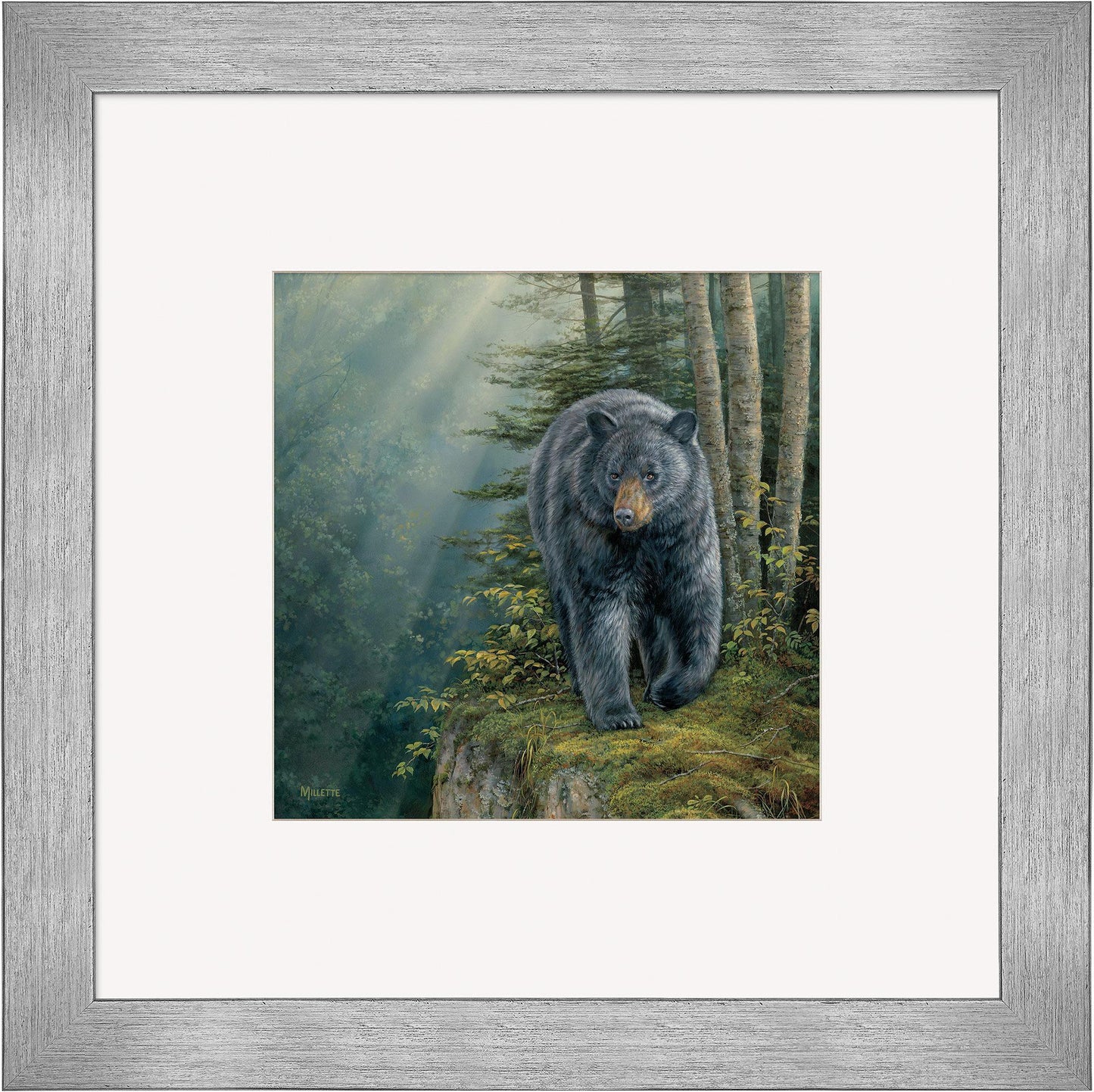 Rocky Outcrop—Black Bear Contempo Square - Wild Wings