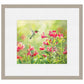 Ruby Throat & Freesias