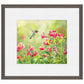 Ruby Throat & Freesias Paper Print - Wild Wings