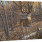 Great Eight—Whitetail Deer Gallery Wrapped Canvas - Wild Wings
