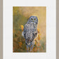 Great Gray Owl