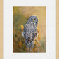 Great Gray Owl Limited Edition Paper Print - Wild Wings