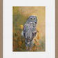 Great Gray Owl