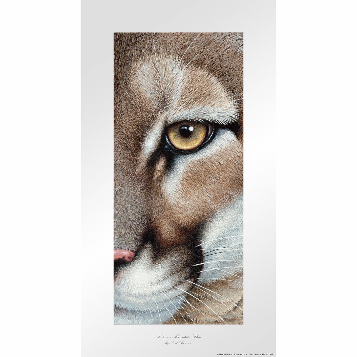 Intense - Mountain Lion Paper Print - Wild Wings
