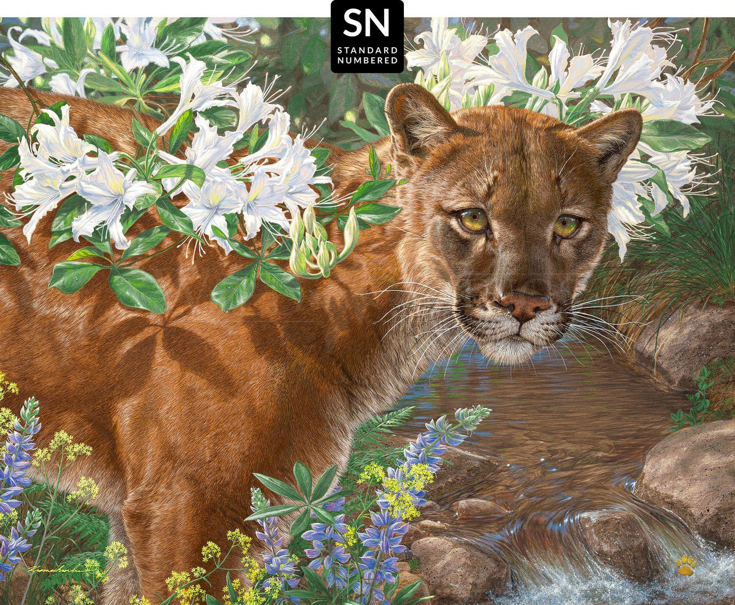 Midsummer's Dream; Standard Numbered Edition (SN)