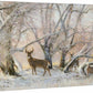 Morning Hoarfrost—Whitetail Deer Gallery Wrapped Canvas - Wild Wings