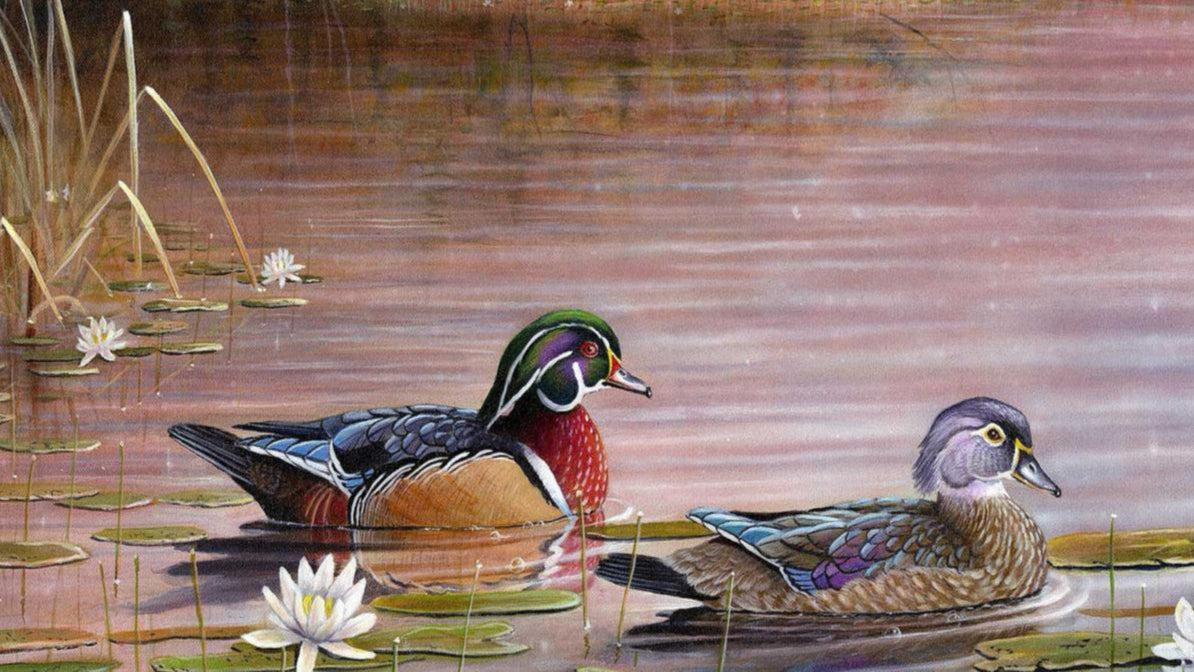Northwoods Splendor—Wood Ducks Gallery Wrapped Canvas - Wild Wings