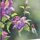 Passion for Pink—Anna's in Clematis Gallery Wrapped Canvas - Wild Wings