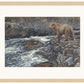 River Hunter—Grizzly Bear Limited Edition Paper Print - Wild Wings