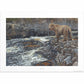 River Hunter—Grizzly Bear Limited Edition Paper Print - Wild Wings