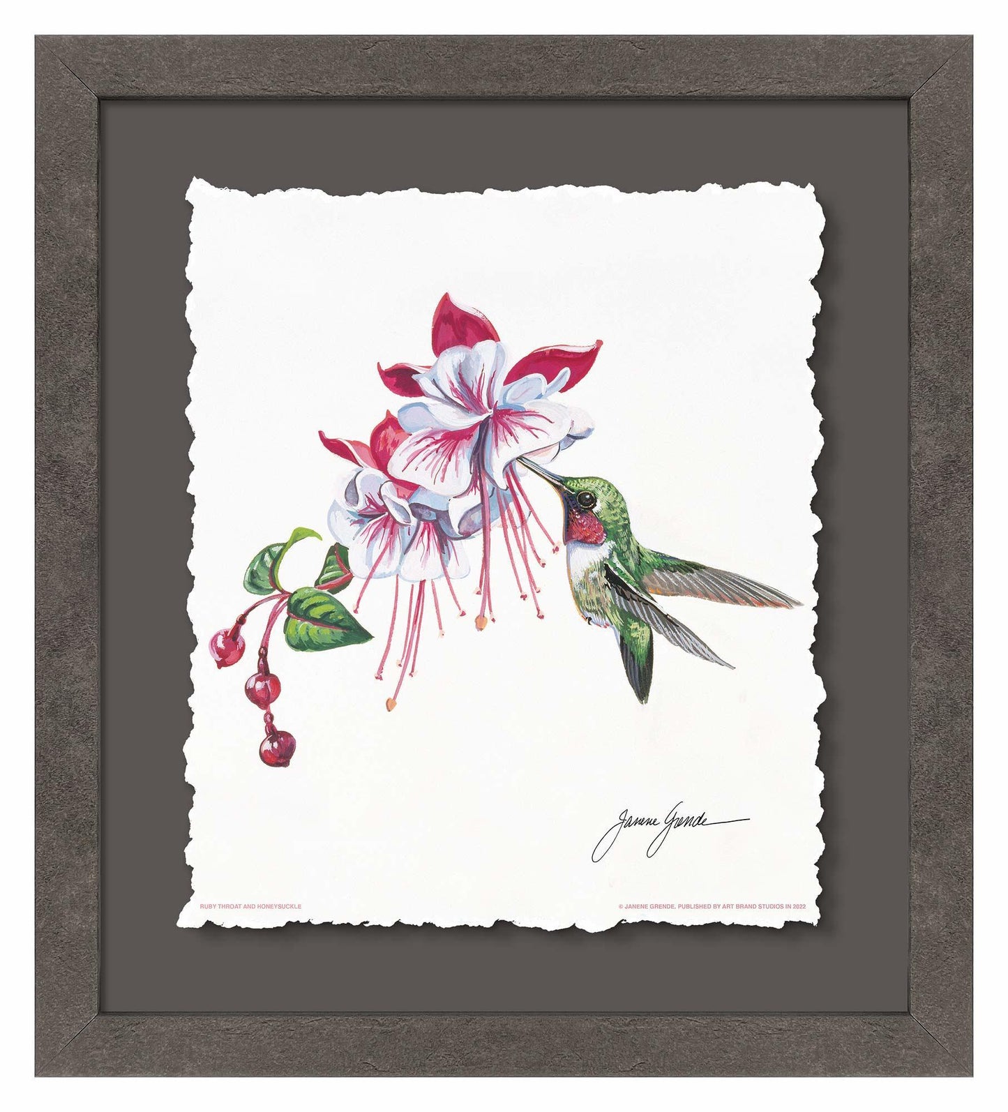 Ruby Throat & Fuschia
