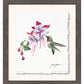 Ruby Throat & Fuschia
