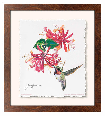 Ruby Throat & Honeysuckle Deckled Edge Paper Print - Wild Wings