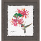 Ruby Throat & Honeysuckle