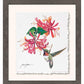 Ruby Throat & Honeysuckle Deckled Edge Paper Print - Wild Wings