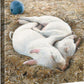 Sawdust Cradle—Baby Pigs Gallery Wrapped Canvas - Wild Wings